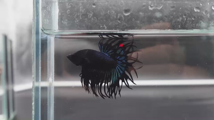 Rare King Crowntail Betta Fish
