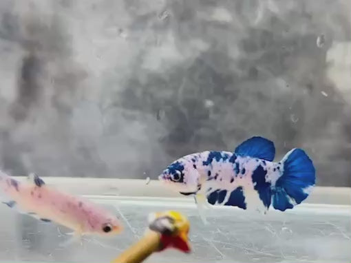 Rare Pair Blue Marble Dot Betta Fish