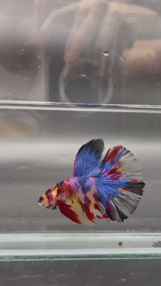 Competition Giant Halfmoon Multicolors Betta Fish