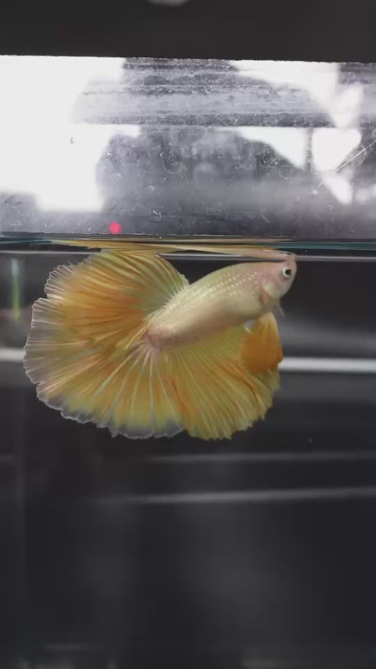 Rare Halfmoon Yellow Betta Fish