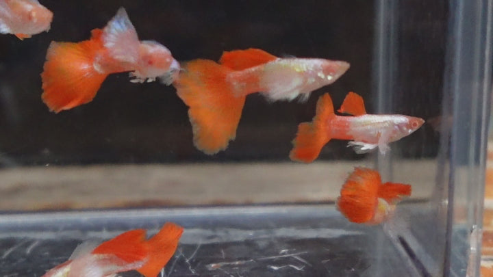 Albino Dumbo Ear Red Tail Guppy Fish