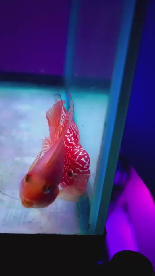 Rare Kamfa Golden Base Flowerhorn 3.5 inch