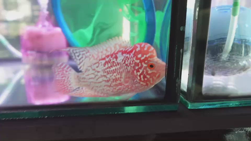 Rare Kamfa Golden Base Flowerhorn 4 inch