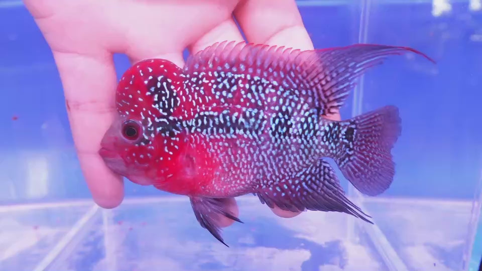 Rare Flowerhorn - 4 inch
