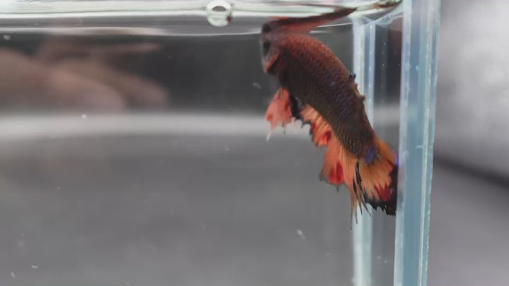 Rare CTPK Koi Betta Fish