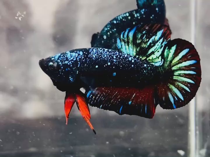 Rare-Avatar-Betta-Fish-AV1018