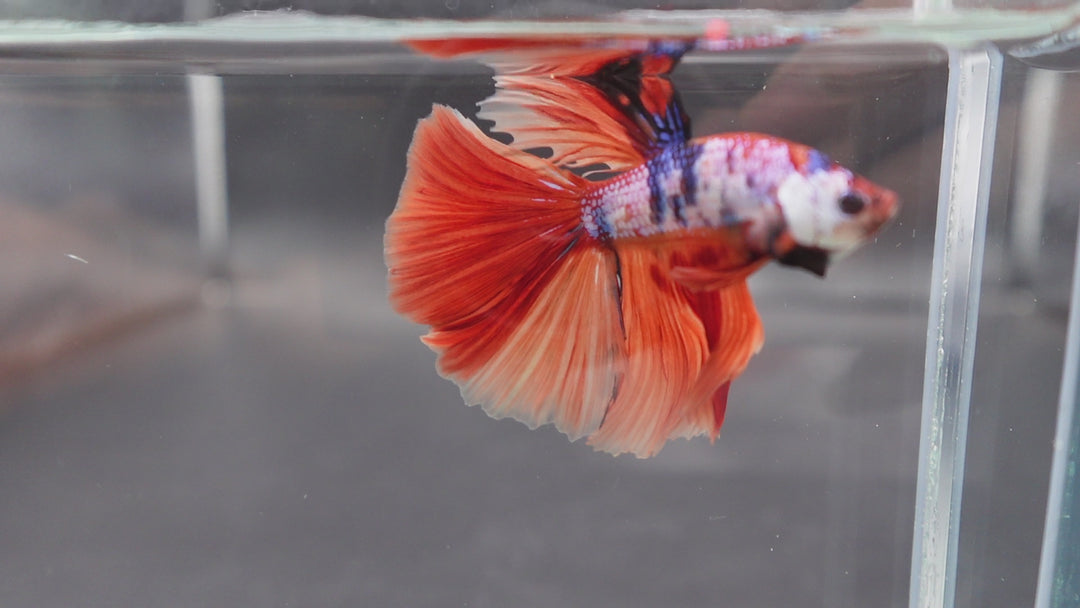 Rare Halfmoon Multicolors Betta Fish