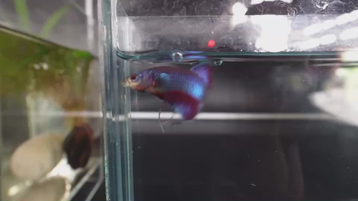 Rare Orchid Betta Fish