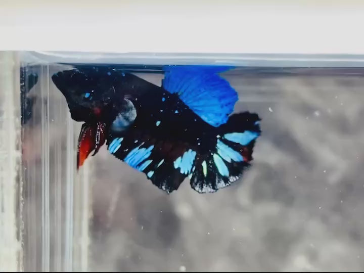 Rare Avatar Betta Fish