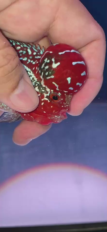 Rare Flowerhorn 4 inch