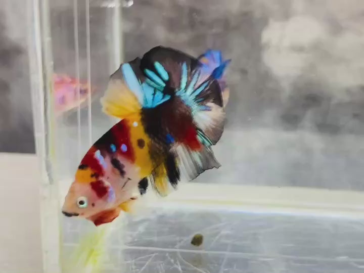 Rare Pair Koi Multicolors Betta Fish