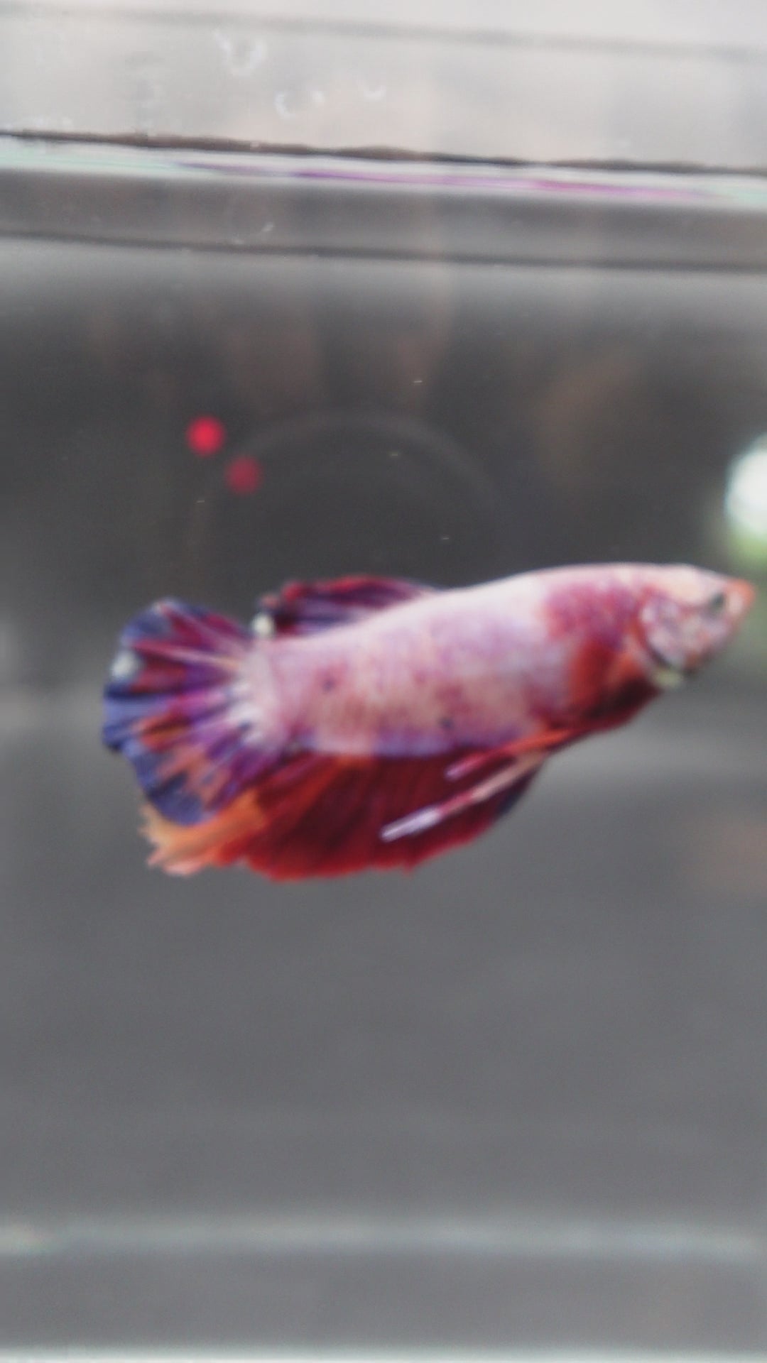 Rare Giant Multicolors Betta Fish