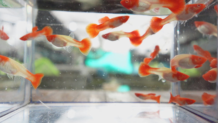 Albino Tuxedo Red Koi Guppy Fish