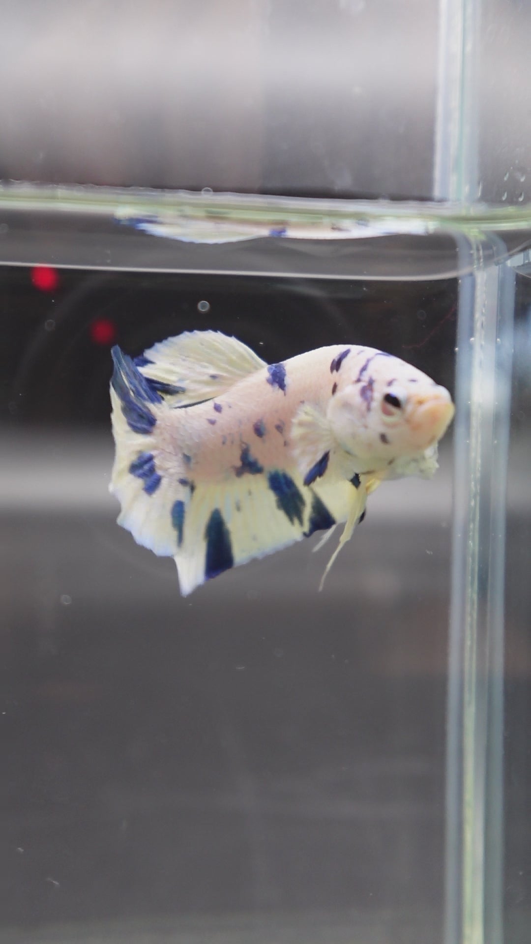 Competition grade - Blue Marble Betta Fish