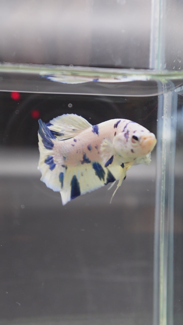 Competition grade - Blue Marble Betta Fish