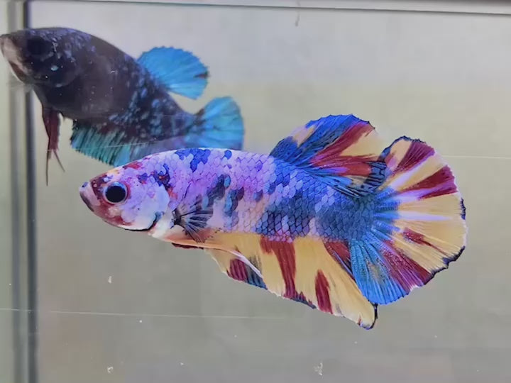 Rare Multicolors Betta Fish