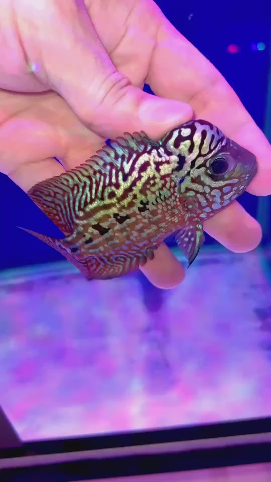 Rare Kamfa Flowerhorn