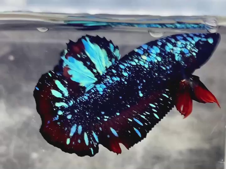 Rare Avatar Betta Fish