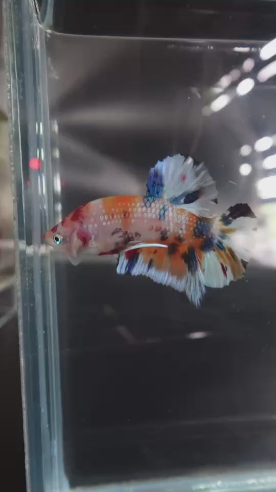 Rare Koi Multicolors Betta Fish