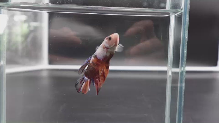 Rare Giant Multicolors Betta Fish