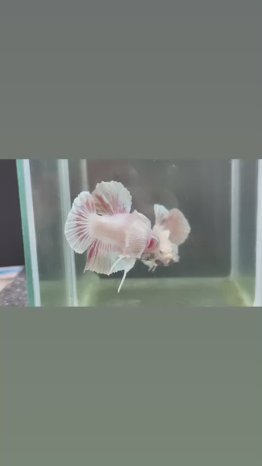 Rare Dumbo Periwinkle Betta Fish