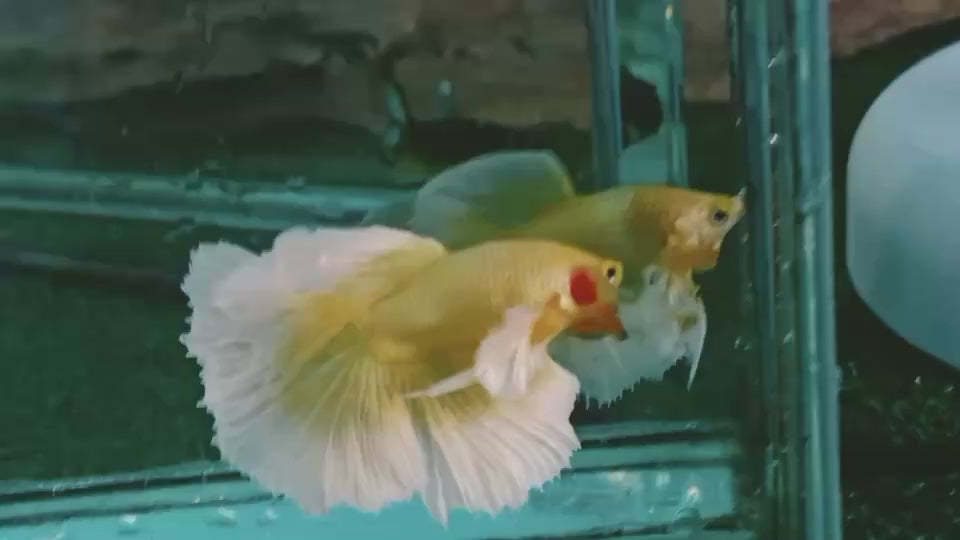 Halfmoon Gold Butterfly Betta Fish