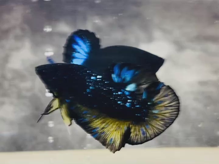 Rare Avatar Betta Fish