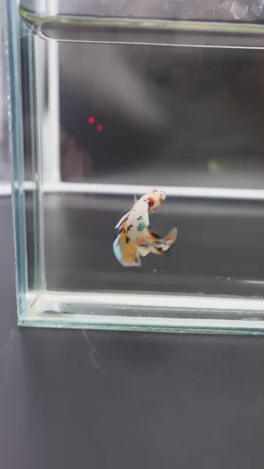 Competition grade - Koi Candy Double Tail Betta Fish