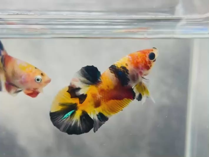 Rare Koi Multicolors Betta Fish