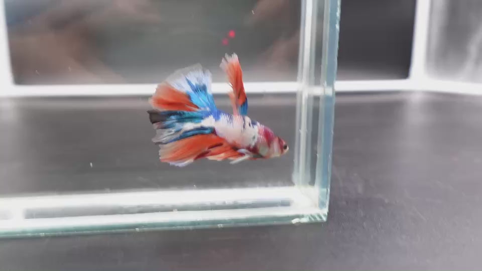 Rare Halfmoon Multicolors Betta Fish