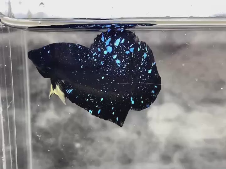 Rare Avatar Betta Fish