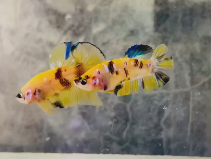 Rare Pair Yellow Tiger Betta Fish