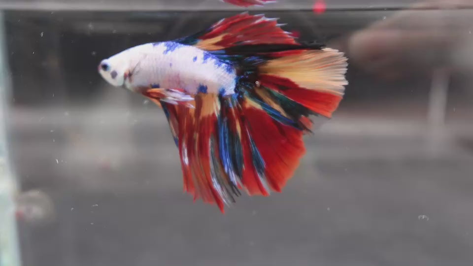 2ND DOUBLETAIL LONGFIN - Multicolors Betta Fish