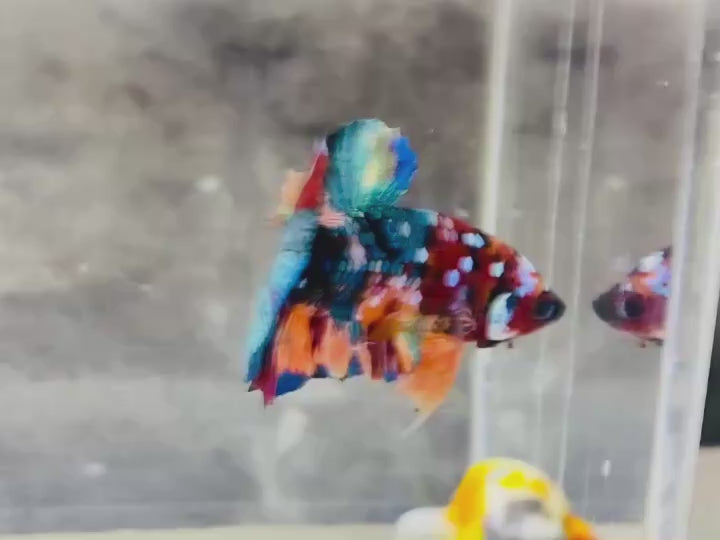 Rare Pair Koi Multicolors Betta Fish