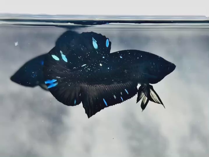 Rare Avatar Betta Fish