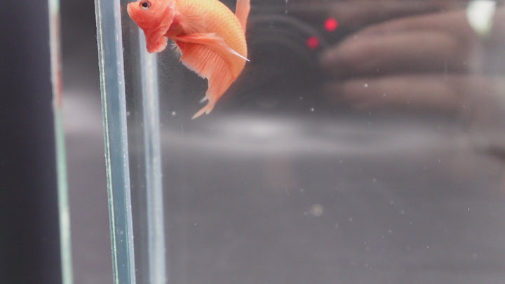 Marmalade Orange Betta Fish