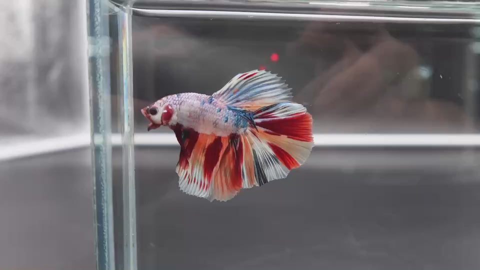 Rare Halfmoon Multicolors Betta Fish