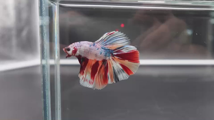 Rare Halfmoon Multicolors Betta Fish