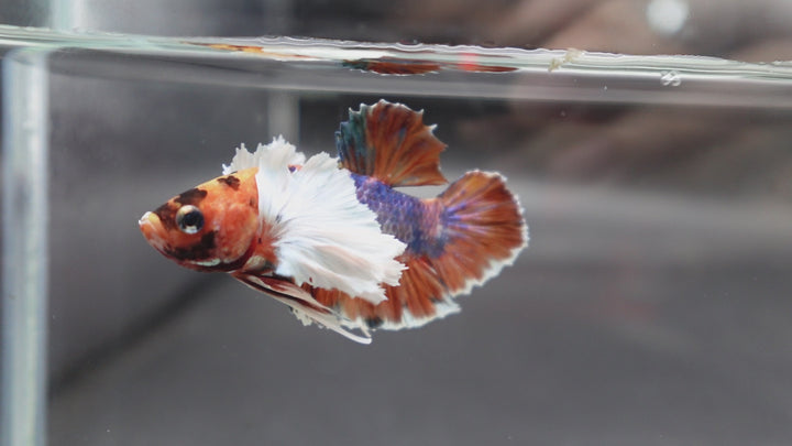 Rare Dumbo Koi Multicolors Betta Fish