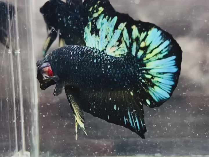 Rare Nebula Gold Betta Fish