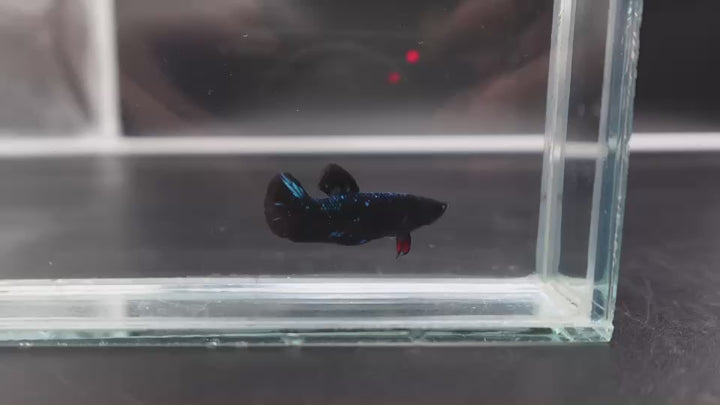 Rare Avatar Betta Fish