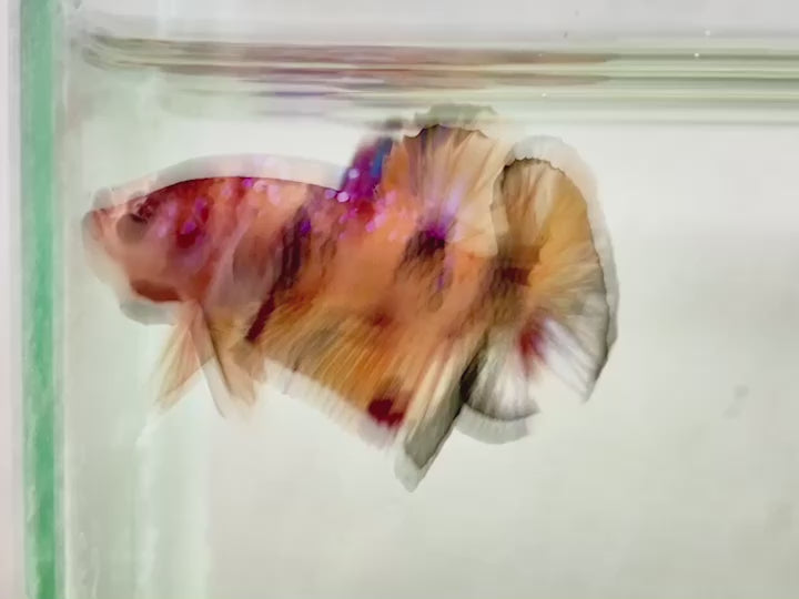 Rare Koi Multicolors Betta Fish