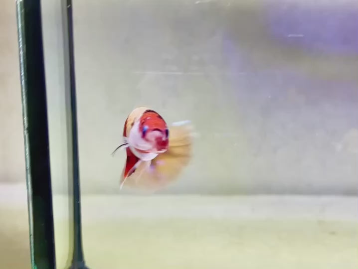 Rare Pair Koi Multicolors Betta Fish