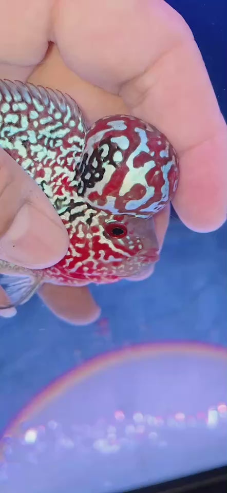 Rare Flowerhorn 4 inch