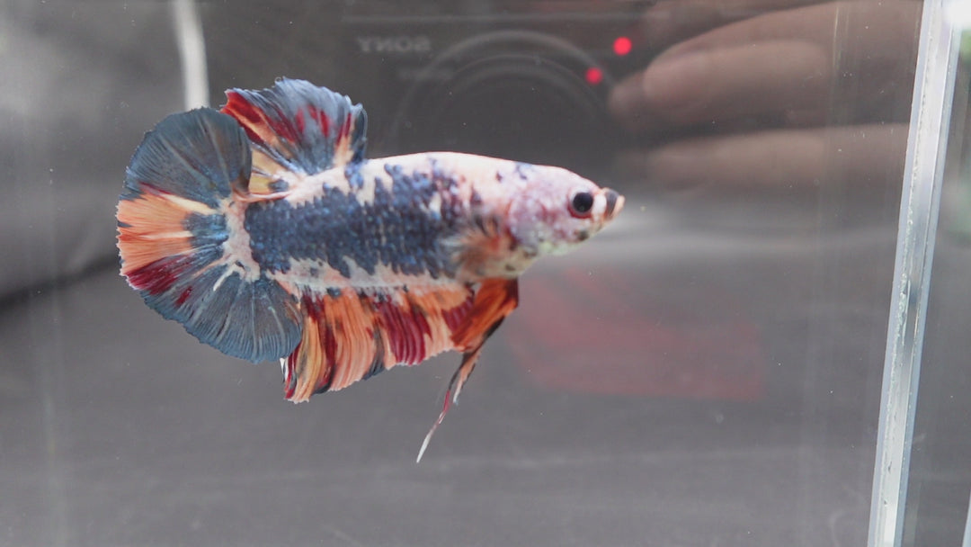 Rare Giant Multicolors Betta Fish