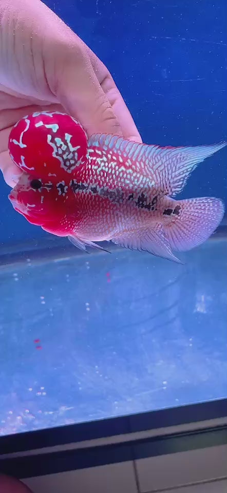 Rare Flowerhorn 4 inch