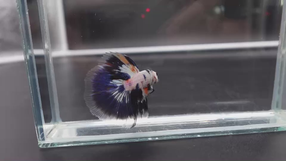Rare Halfmoon Multicolors Betta Fish