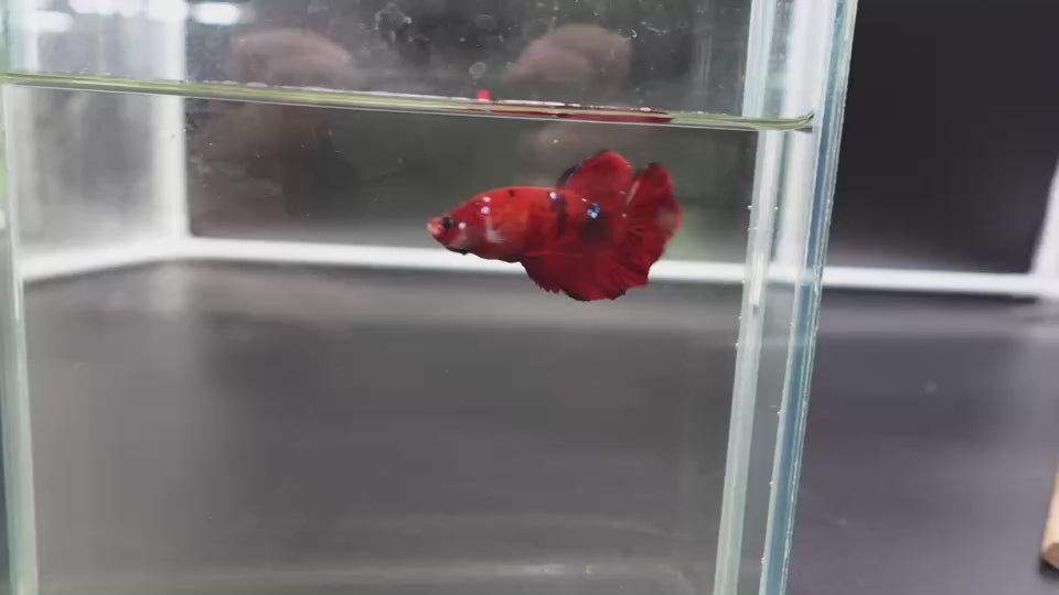 Rare Koi Multicolors Betta Fish