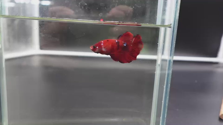 Rare Koi Multicolors Betta Fish