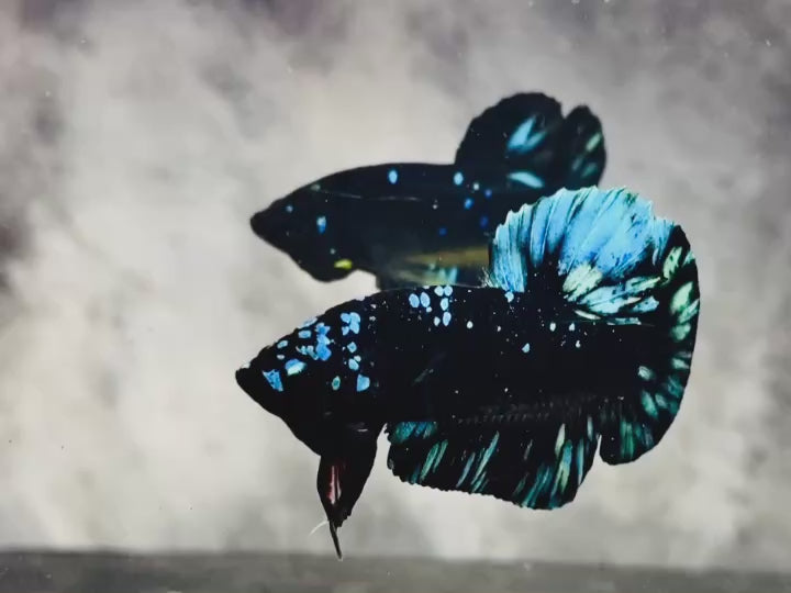 Rare Avatar Betta Fish